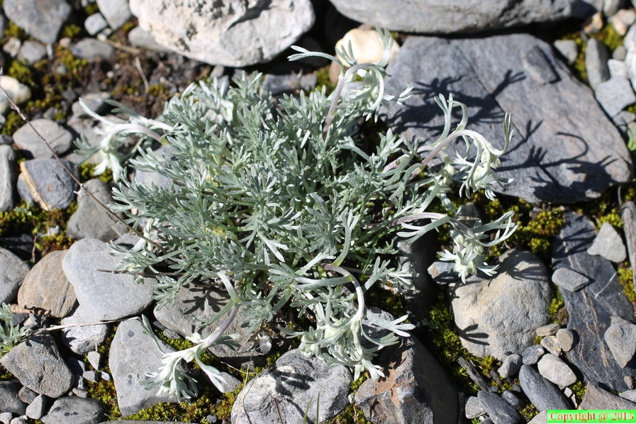 Artemisia laxa, val de tre les haut, niveau-1920m:-13:09:2013