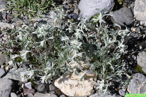 Artemisia laxa, val de tre les haut, niveau-1920m:-13:09:2013 (3)