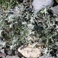 Artemisia laxa, val de tre les haut, niveau-1920m:-13:09:2013 (3)