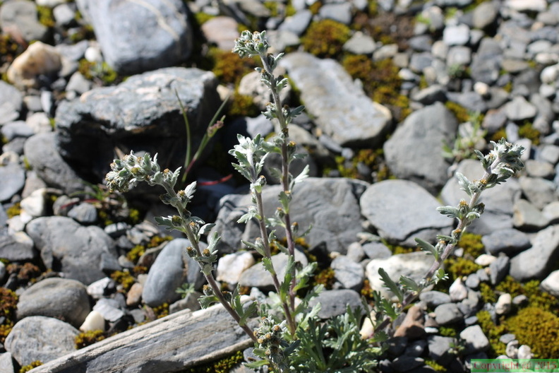 Artemisia spicata, val de tré les haut, niveau 1920m:-13:09:2013