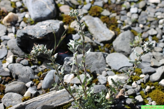 Artemisia spicata, val de tré les haut, niveau 1920m:-13:09:2013