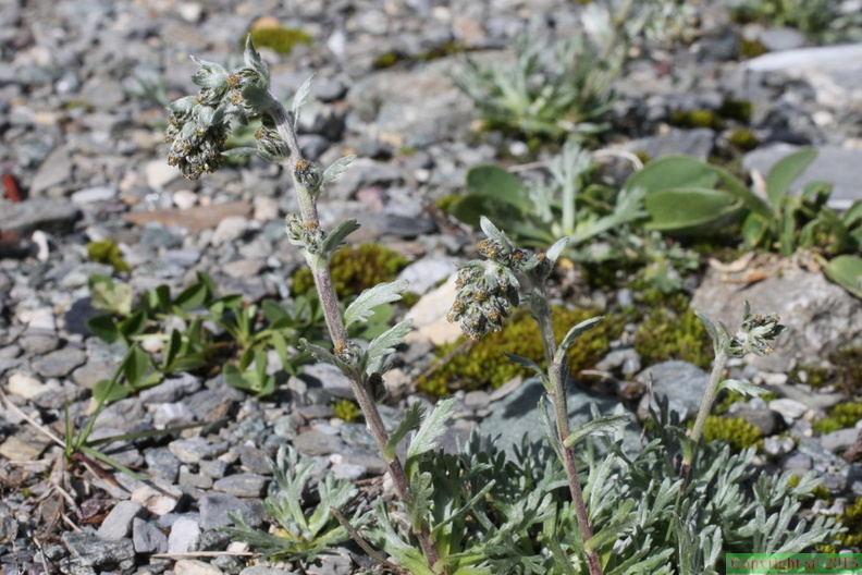 Artemisia spicata, val de tré les haut, niveau 1920m:-13:09:2013 (3)