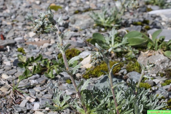 Artemisia spicata, val de tré les haut, niveau 1920m:-13:09:2013 (3)