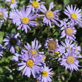 Aster amellus cult: a Lully-21:08:2013