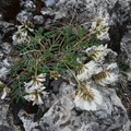 Astragalus australis-Roc de Tavaneuse-20:05:11:
