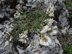 Astragalus australis-Roc de Tavaneuse-20:05:11:
