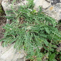 Astragalus depressus Pte de Mandallaz,2277m:-Manigod-31:08:2013