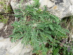 Astragalus depressus Pte de Mandallaz,2277m:-Manigod-31:08:2013