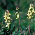 Astragalus frigidus, Près D'Alta, Norvège-05:07:1988:
