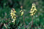 Astragalus frigidus, Près D'Alta, Norvège-05:07:1988: