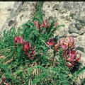 Astragalus monspessulanus-La Côte d'hyot-19:04:1976