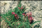 Astragalus monspessulanus-La Côte d'hyot-19:04:1976