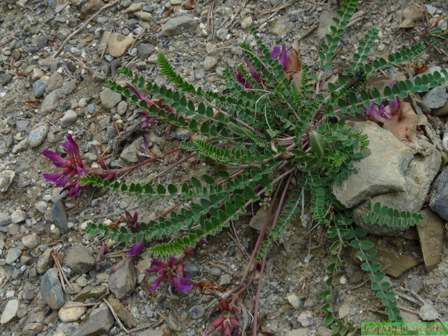Astragalus monspessulanus-Ntre Dame du Laus -07:05:2014