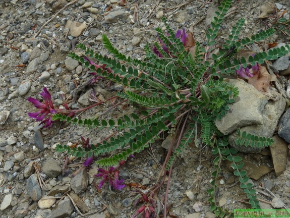 Astragalus monspessulanus-Ntre Dame du Laus -07:05:2014