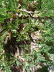 Astragalus sempervirens-Roc d'enfer-31:07:10: (2)
