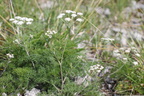 Athamanta cretensis,la chaux du dombief-Jura-30:05:2012