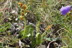 Botrichium lunaria, aravis ,combe de la balme, a 2500m:-13:08:2012 (2)