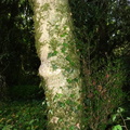 Buxus sempervirens(102cm: de circonf:),Buxaie de Coudrée-22:06:2014 (2)