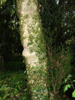 Buxus sempervirens(102cm: de circonf:),Buxaie de Coudrée-22:06:2014 (2)