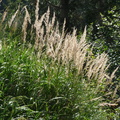 Calamagrostis villosa, vallon de Bérard, a1600m:-20:08:2012 (2)