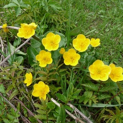 Caltha