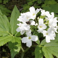 Cardamine heptaphylla, au col de la faucille-29:05:2012