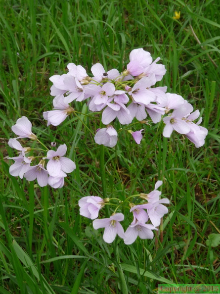 Cardamine pratensis, Les mouilles,a Messry-18:04:2012 (3)