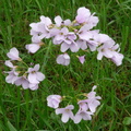 Cardamine_pratensis,_Les_mouilles,a_Messry-18:04:2012_(3).JPG