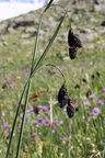 Carex aterrima, val de tré les haut, niveau 1930m:-13:09:2013