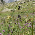 Carex aterrima, val de tré les haut, niveau 1930m:-13:09:2013 (3)