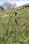Carex aterrima, val de tré les haut, niveau 1930m:-13:09:2013 (3)