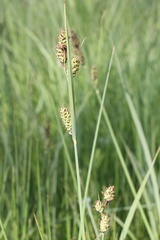 Carex buxbaumi, Marival-Douvaine-23:05:2014