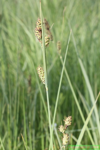 Carex buxbaumi, Marival-Douvaine-23:05:2014