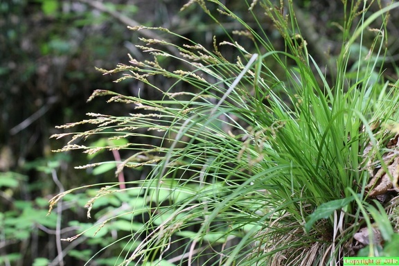 Carex digitata,-Usinens-23:04:2014