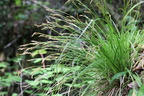 Carex digitata,-Usinens-23:04:2014