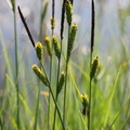 Carex elata, T: de Prat- quemond-Le Lyaud-11:06:2013 (2)