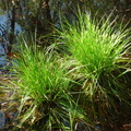 Carex elongata ,NO de planaise-Chilly-25:04:2013