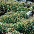 Carex firma, Bargy,a 2150m:-27:09:2084