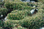 Carex firma, Bargy,a 2150m:-27:09:2084