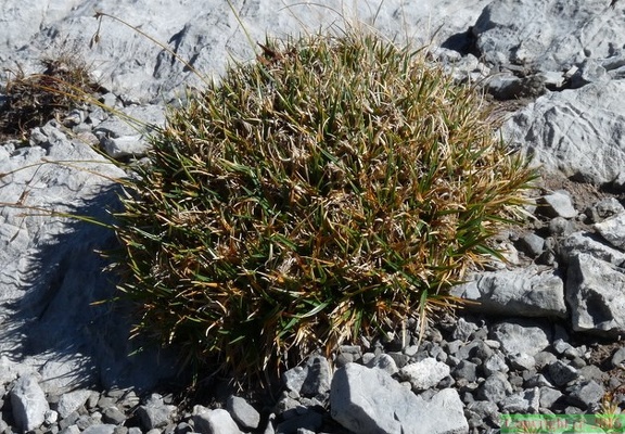 Carex firma, en direct: col Terrasse depuis Emosson,a 2500m:13:09:2014 (2)