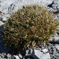 Carex firma, en direct: col Terrasse depuis Emosson,a 2500m:13:09:2014 (2)