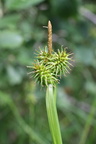 Carex flava ssp: flava, au lac de Bellevaux-10:07:2013