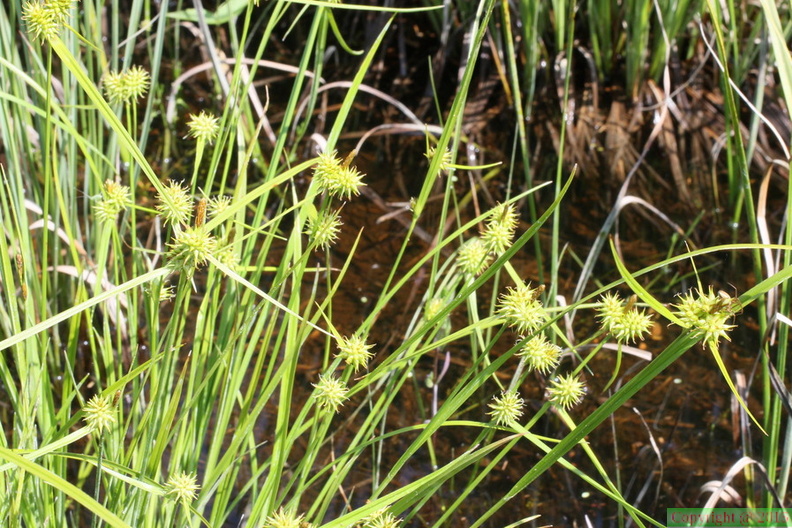Carex flava ssp: flava-T: de Prat-quemond-Le Lyaud-11:06:2013