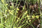 Carex flava ssp: flava-T: de Prat-quemond-Le Lyaud-11:06:2013