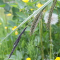 Carex gracilis, morillon,a les esserts-1090m:-25:06:2013
