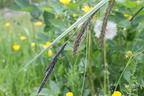 Carex gracilis, morillon,a les esserts-1090m:-25:06:2013