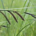 Carex gracilis, morillon,a les esserts-1090m:-25:06:2013 (2)