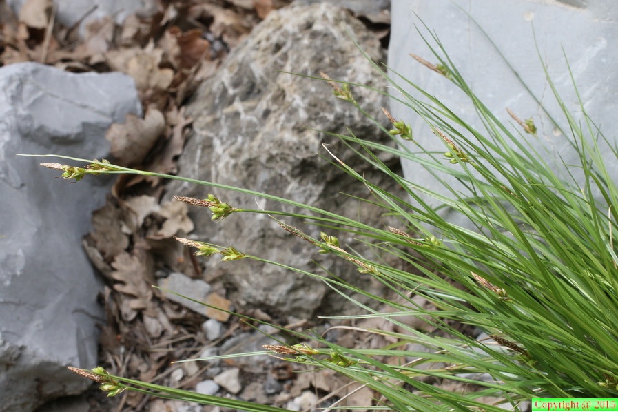 Carex halleriana a Digne-06:05:2014