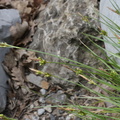 Carex halleriana a Digne-06:05:2014 (2)