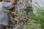 Carex halleriana a Digne-06:05:2014 (2)